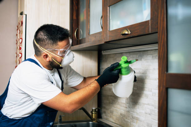 Best Affordable Pest Control Services  in Dorr, MI