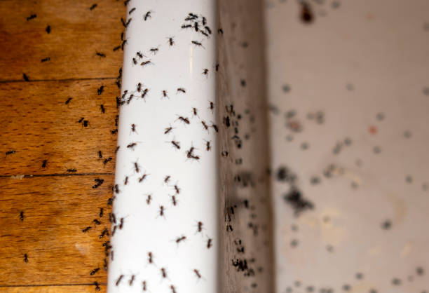 Best Best Pest Control Companies  in Dorr, MI