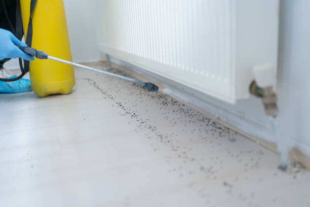 Best Affordable Pest Control Services  in Dorr, MI